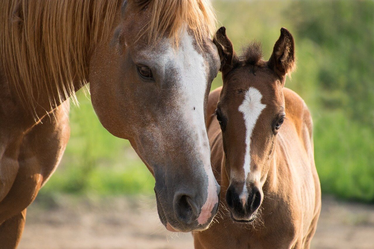 Pferde Akupunktur Ratgeber: Empfehlung und Kaufratgeber